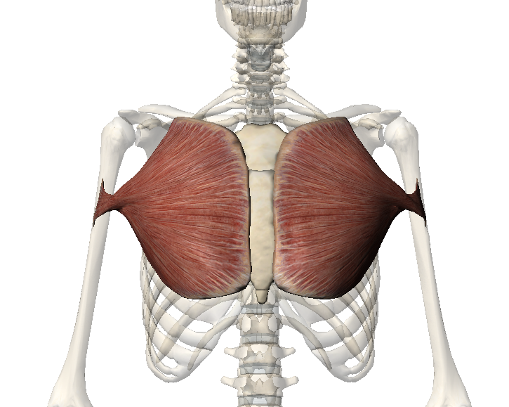 Малая грудная мышца m pectoralis Minor